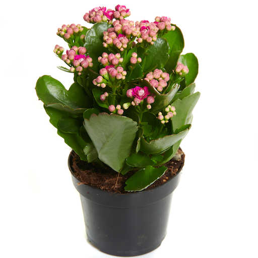 Kalanchoe Lila