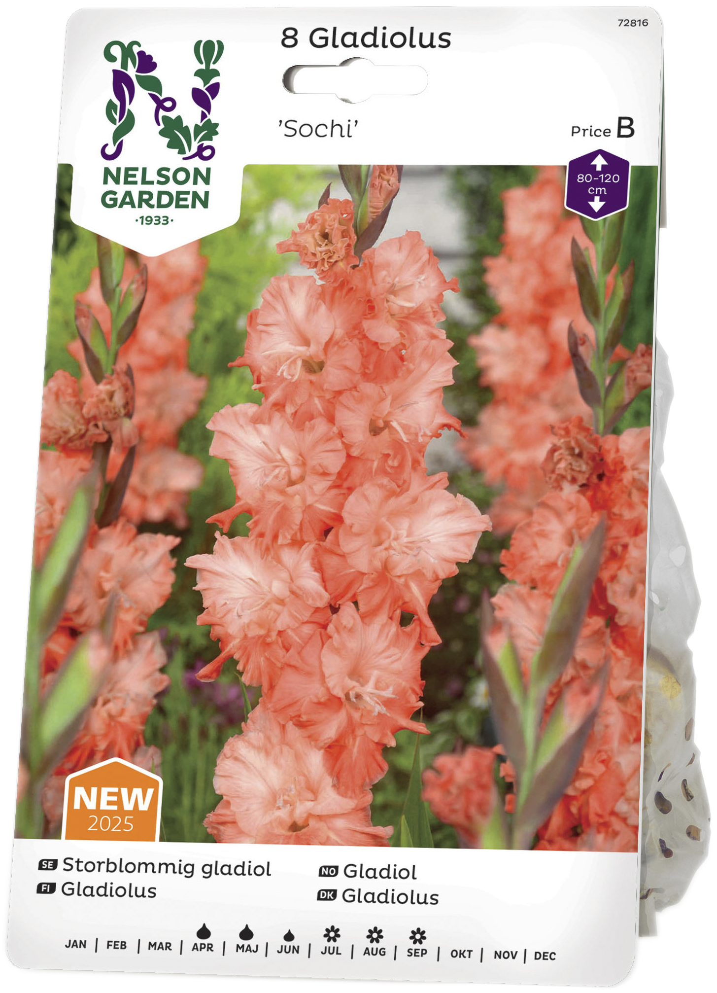 Vårlök Gladiol Storblommig Sochi