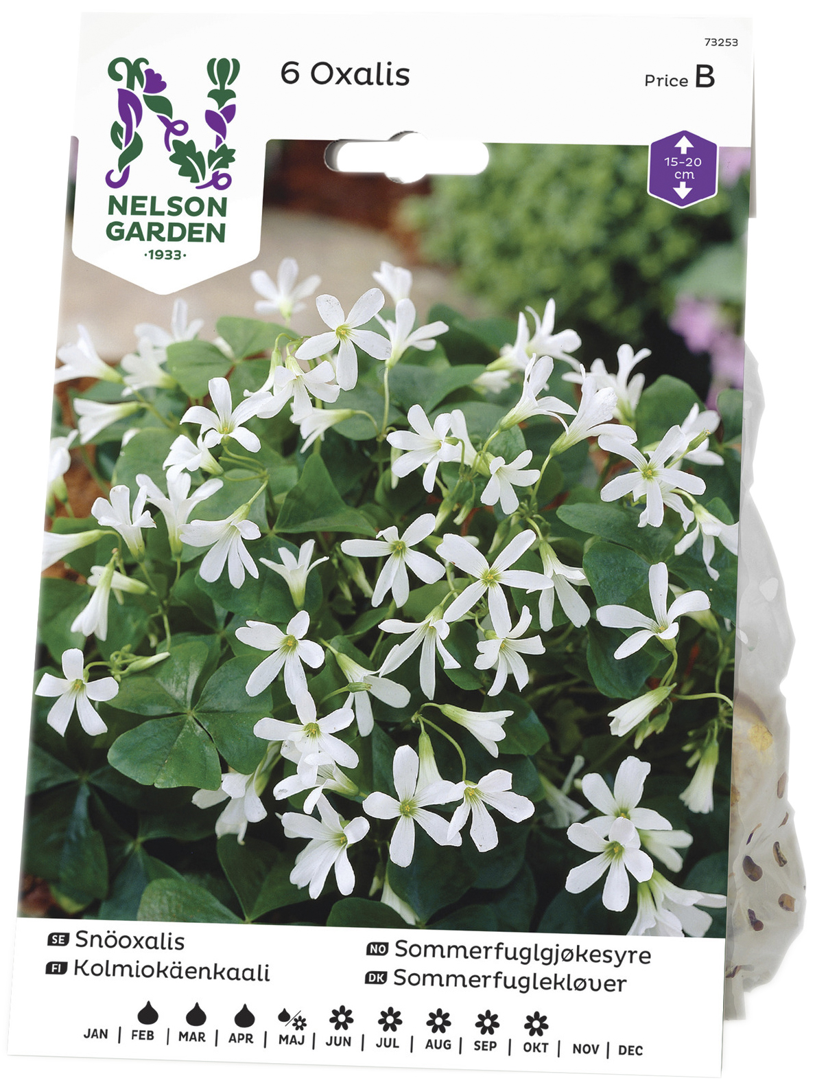 Vårlök Snöoxalis Oxalis Tr. Ssp.Papilionacea