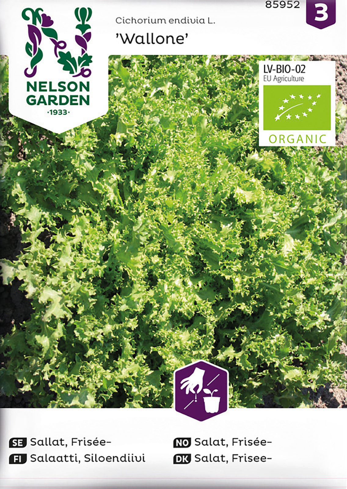 Sallat, Frisée, Wallone, Organic
