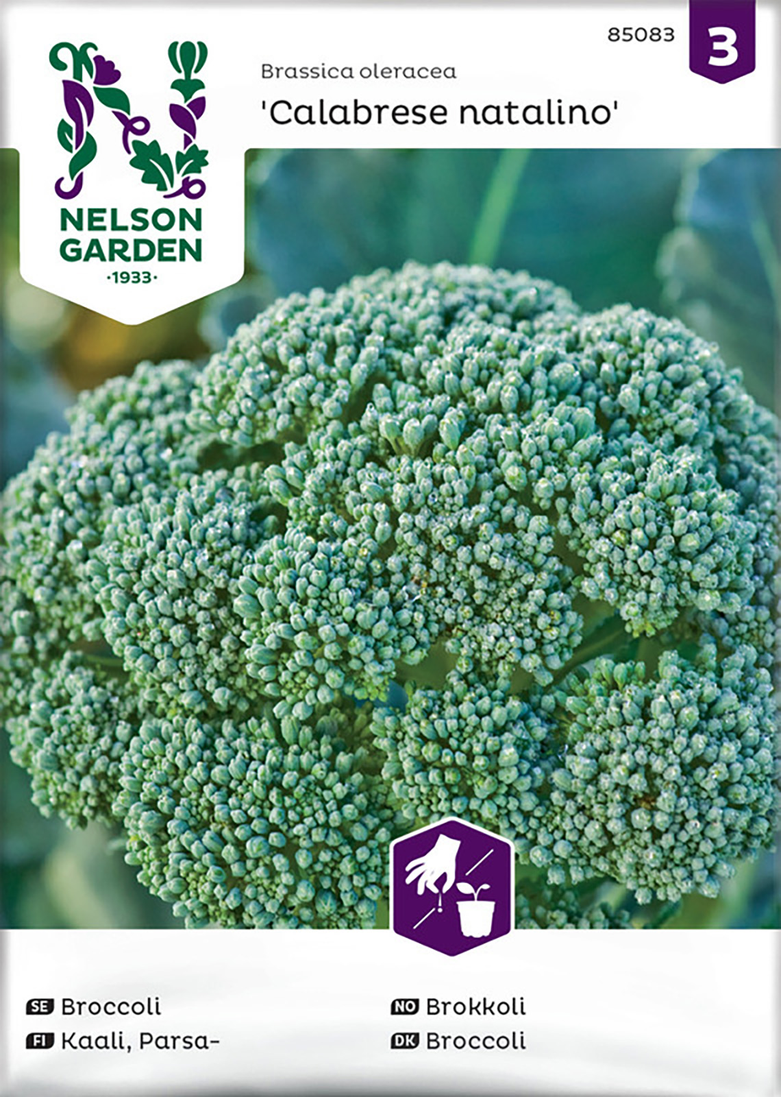 Broccoli, Calabrese Natalino