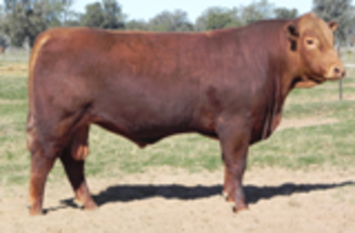 Yvzuw13kuiw857cjb7eq