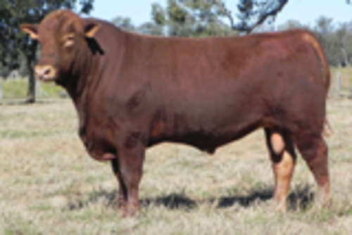 Cl5jnq9wlb5xwnpks0co