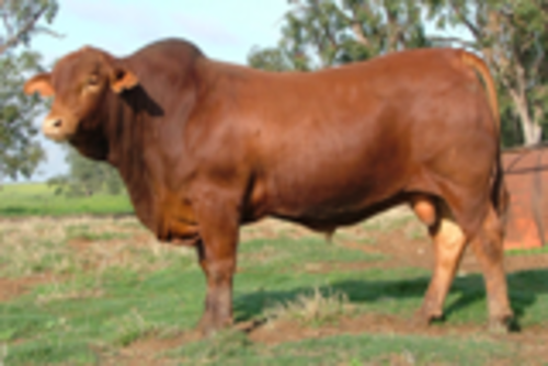 Psysekhasggxkuygxnxv