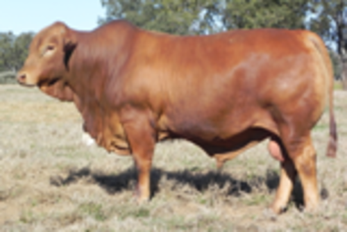 Vhu4amtjlu81lcbreqeu