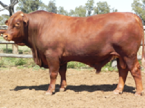 W7qdu2caj5mqhxfkxiqq