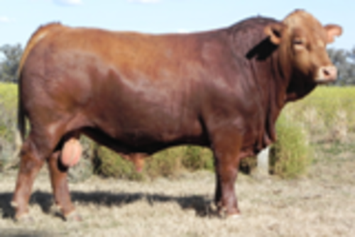 R1zon4sv26jf3dfrjyer