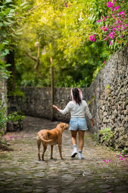 how to train a dog to walk on a leash beside you