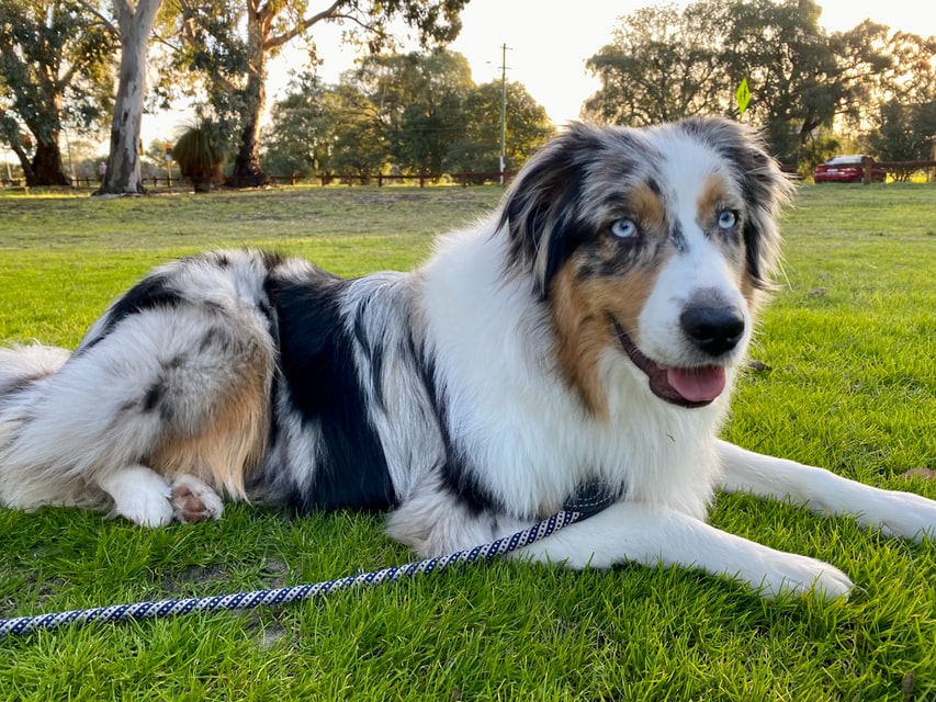 dog walking tips leash pulling	