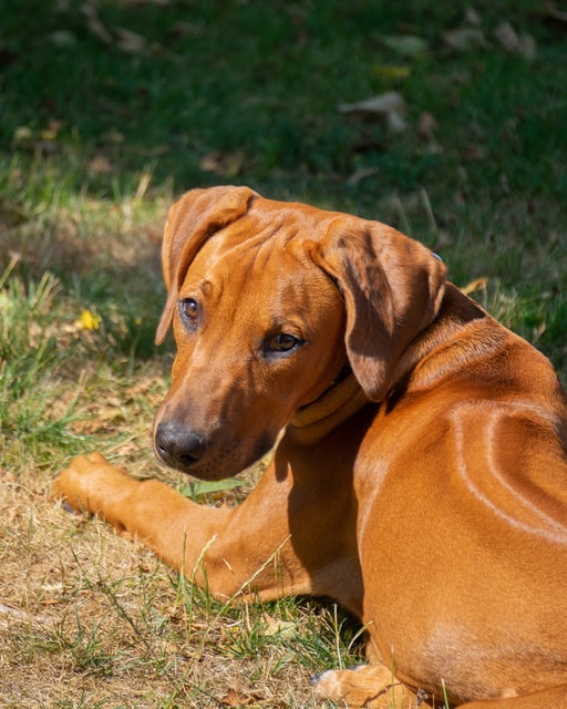 	how to train a puppy to walk on a leash beside you