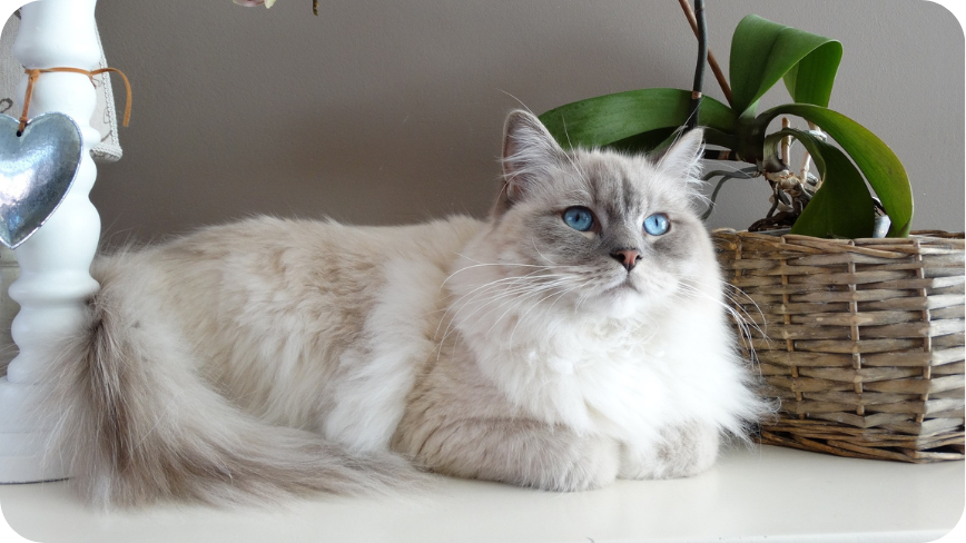 A Ragdoll Cat Is Lying On The Table