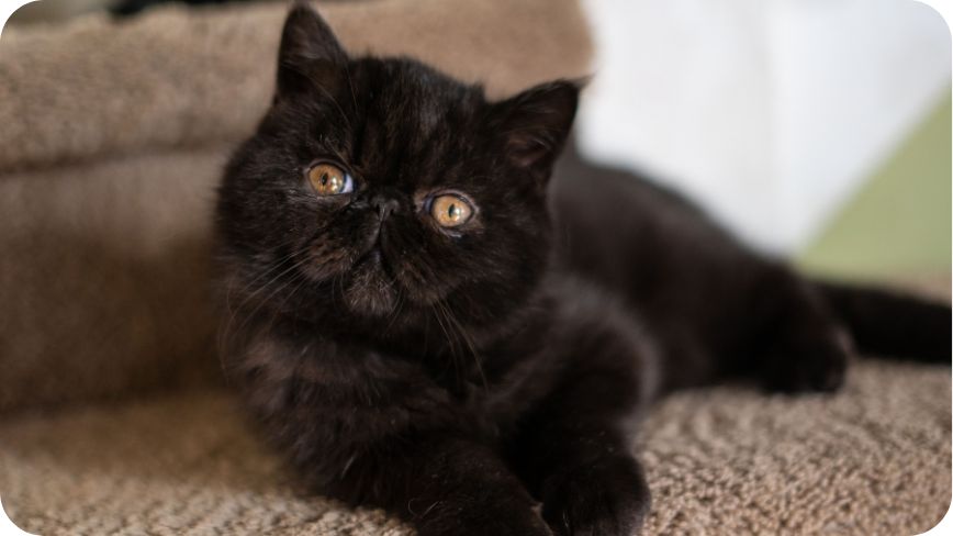 The Exotic Shorthair Cat With The Black Coat Is Lying On The Carpet And Looking At Something