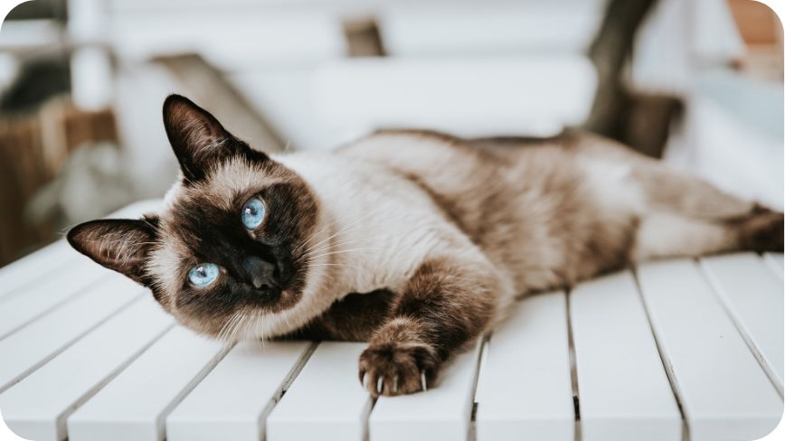 The Siamese Cat With A Black And White Coat And Blue Eyes Is Lying 