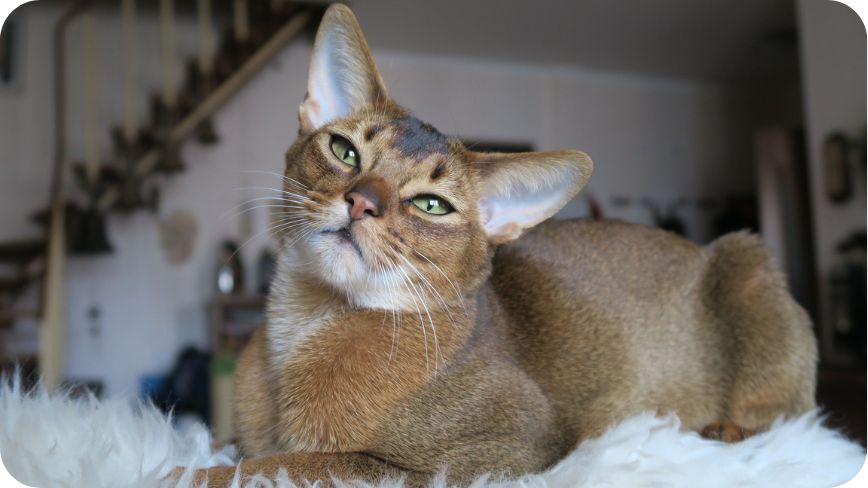 Abyssinian-Cat.undefined