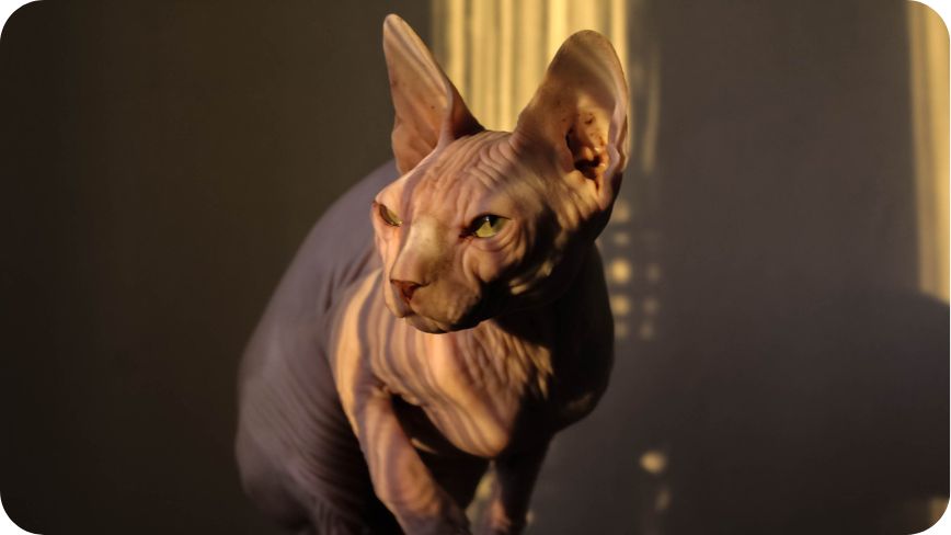 Sphynx-Cat.undefined