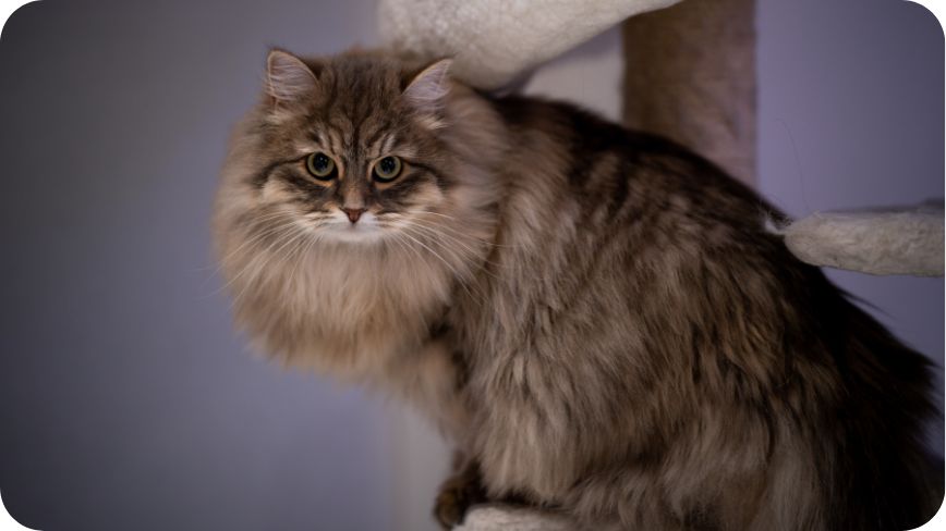 Siberian-Cat.undefined