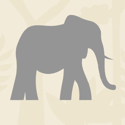 Elephant: Did you know how long elephants live?