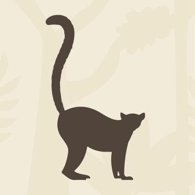 Lemur: Did you know where lemurs are from?