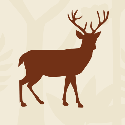 Deer: Did you know how fast they can run?