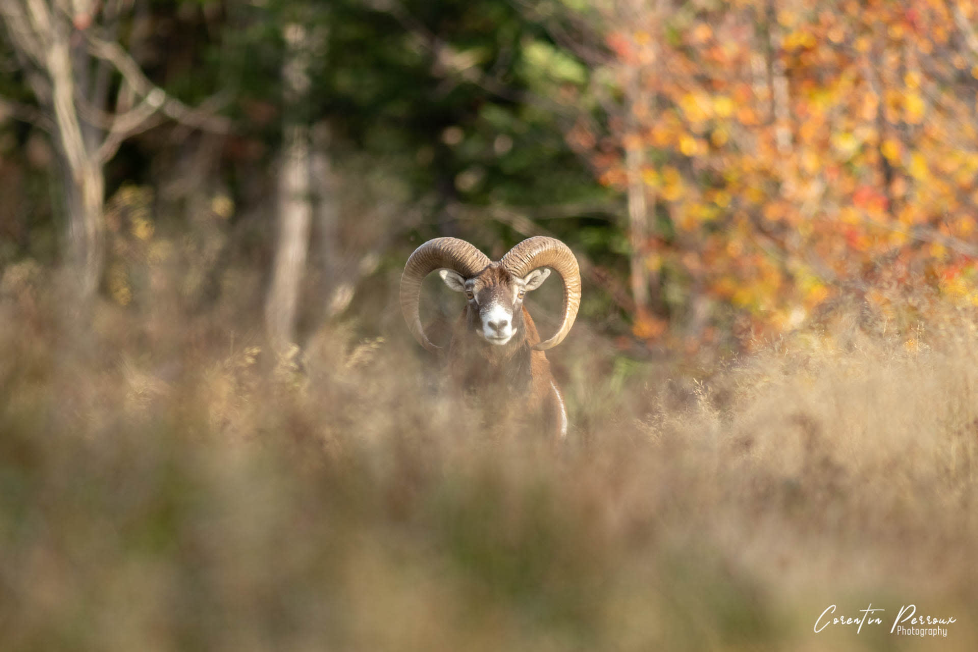 Mouflon