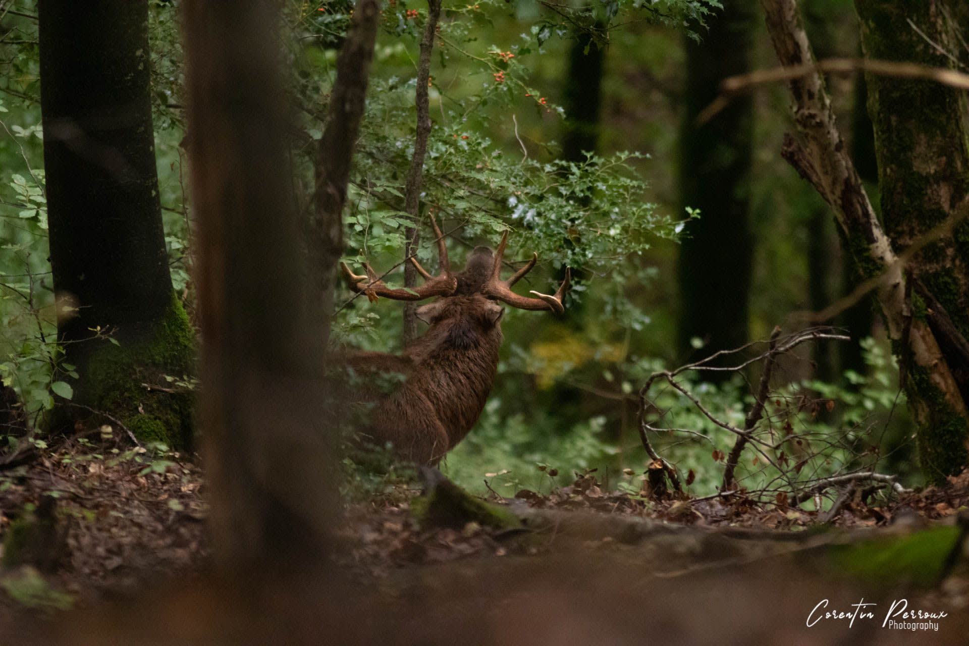 Cerf Elaphe