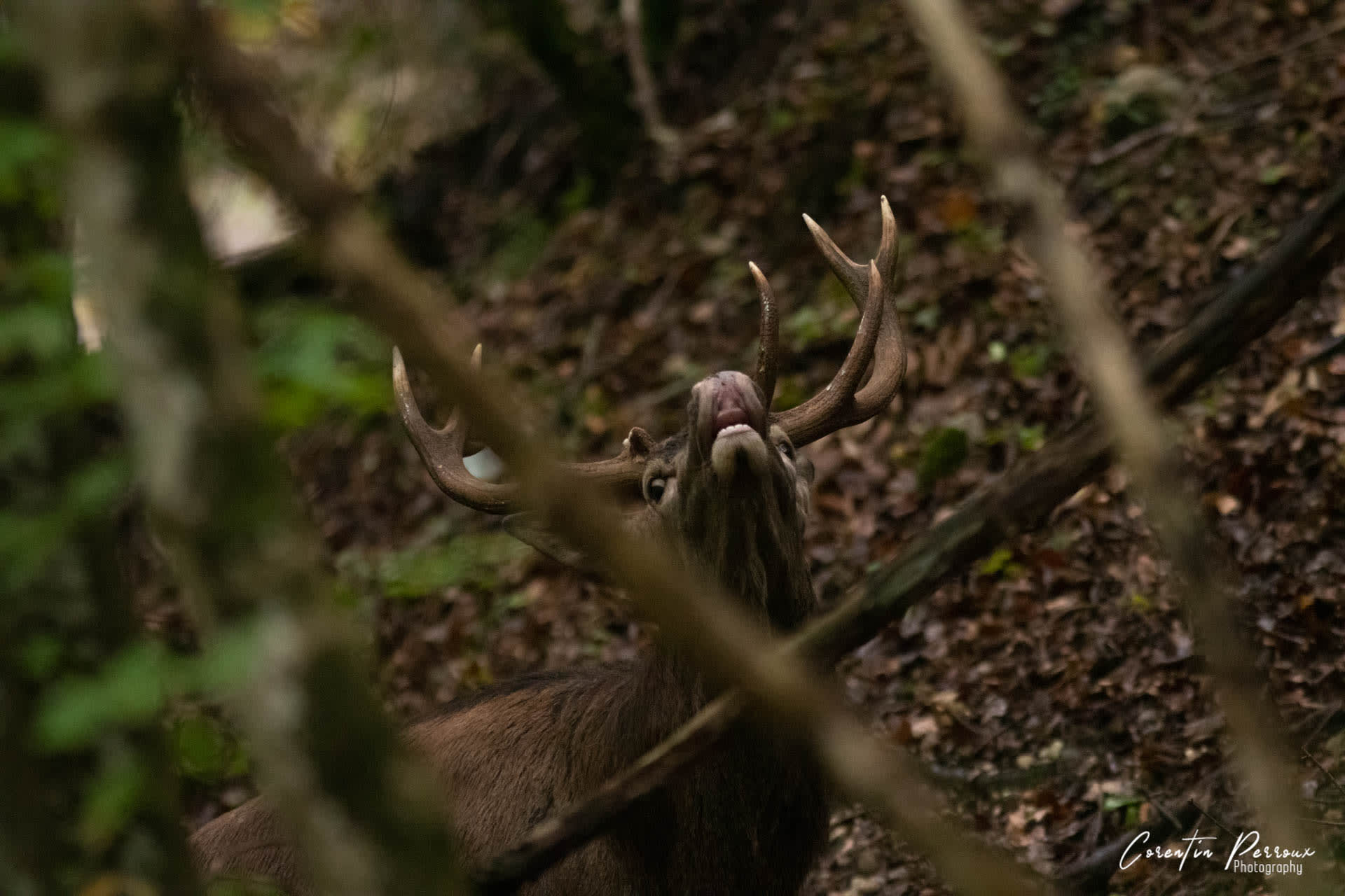 Cerf Elaphe