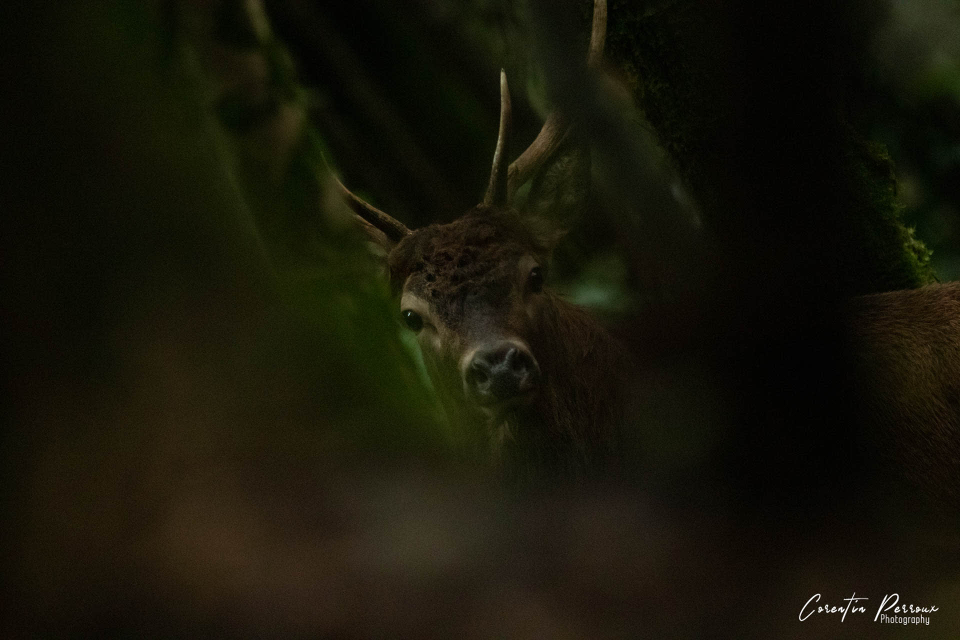 Cerf Elaphe