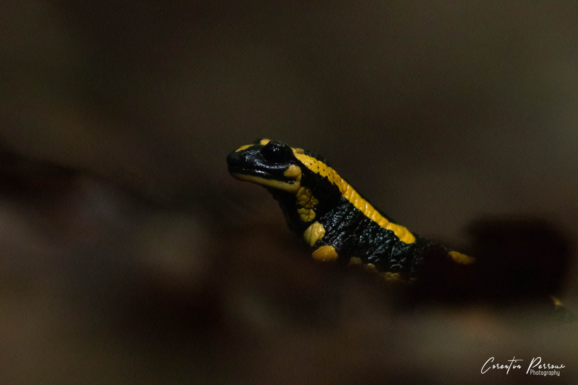 Salamandre