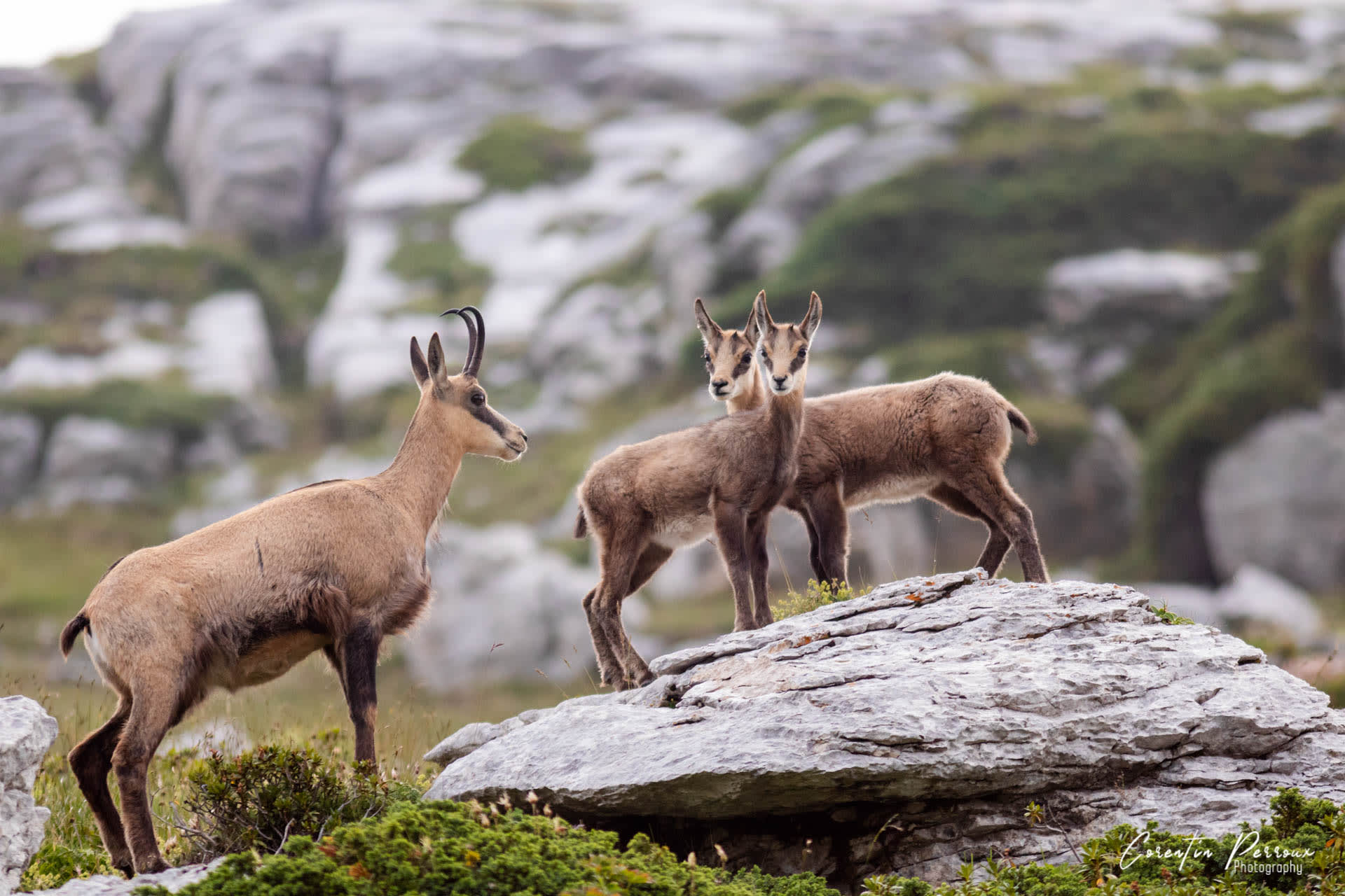 Chamois