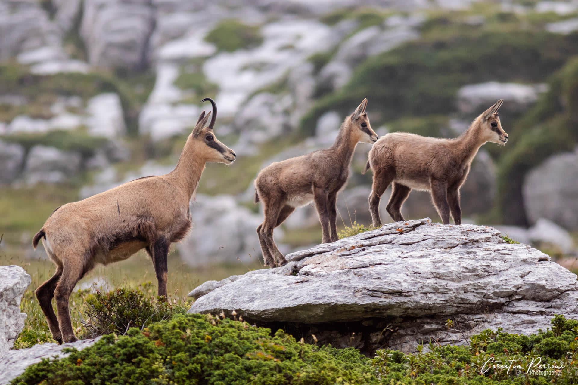 Chamois