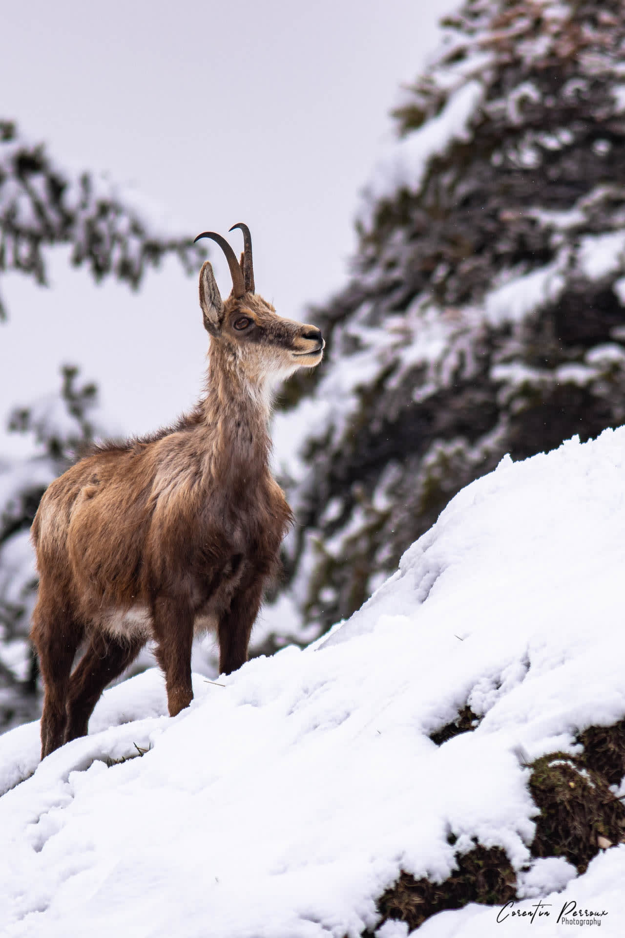 Chamois