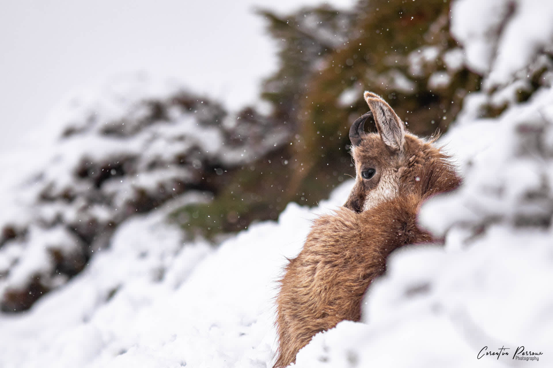 Chamois