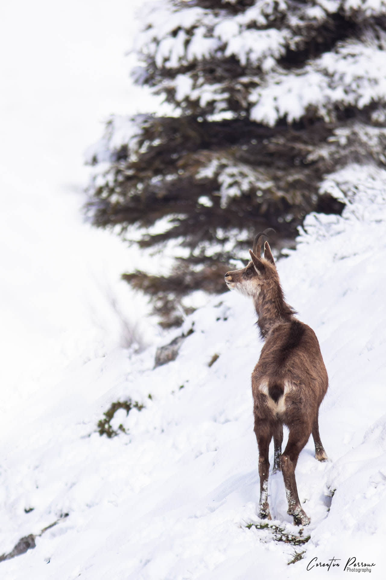 Chamois