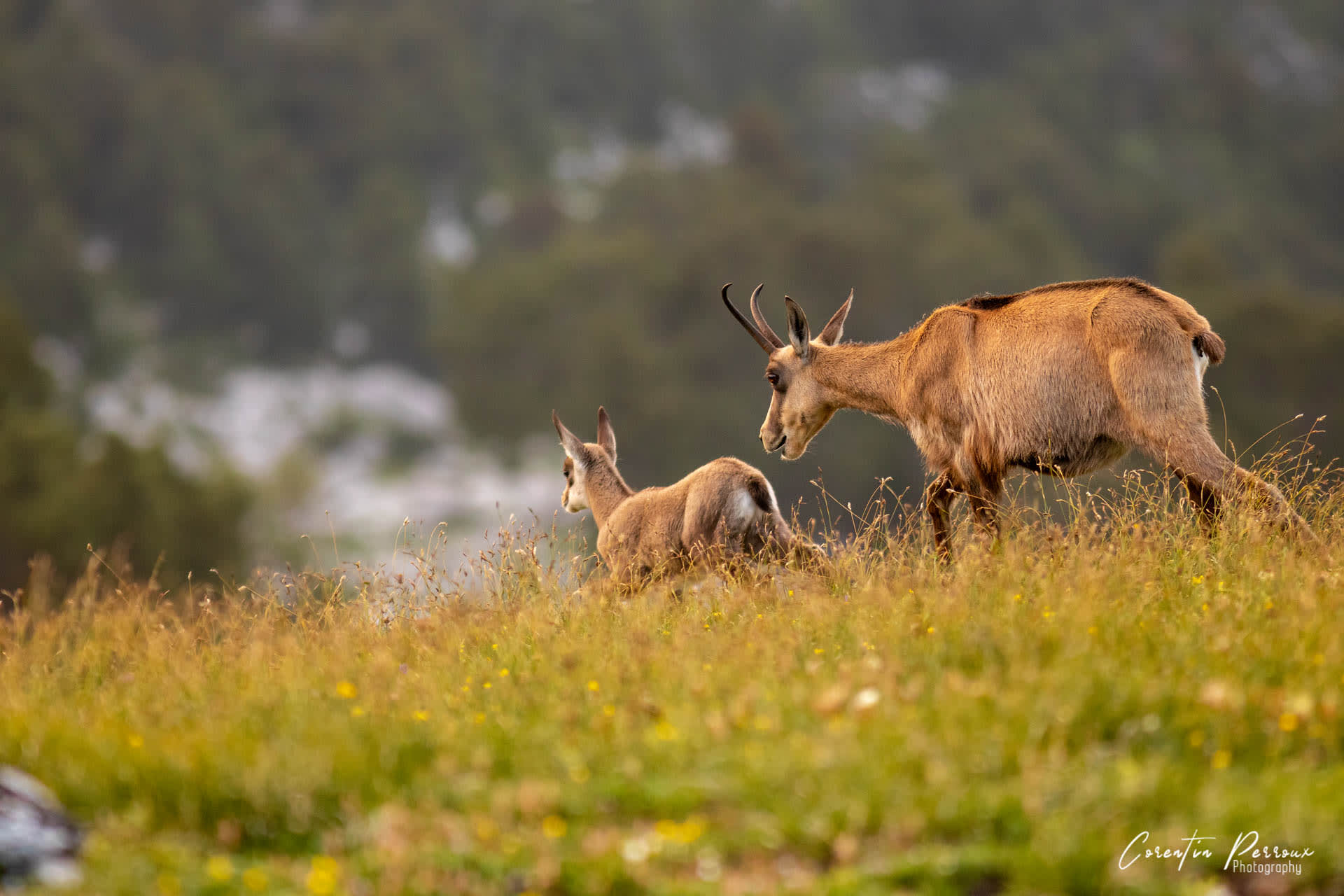 Chamois