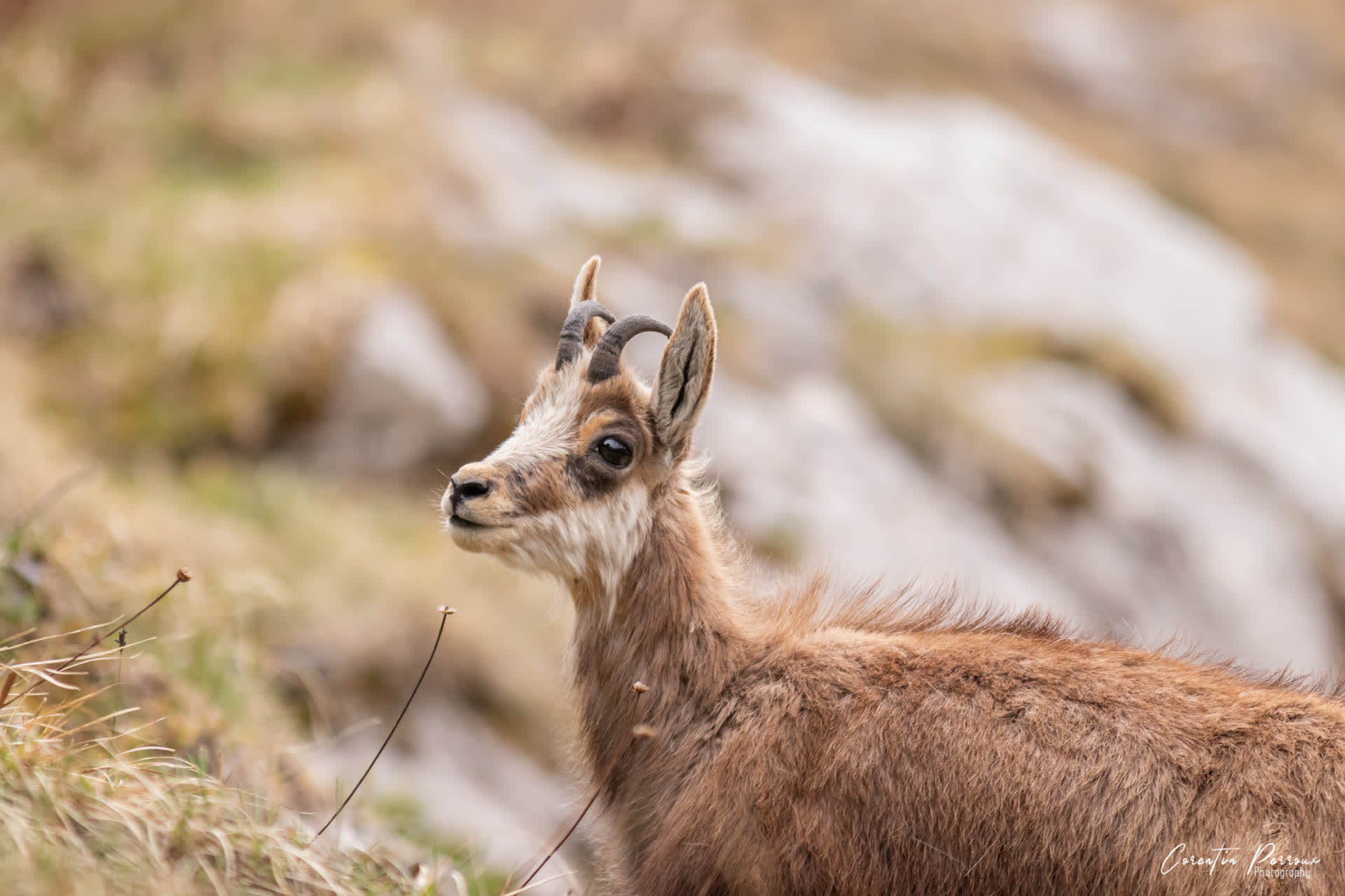 Chamois