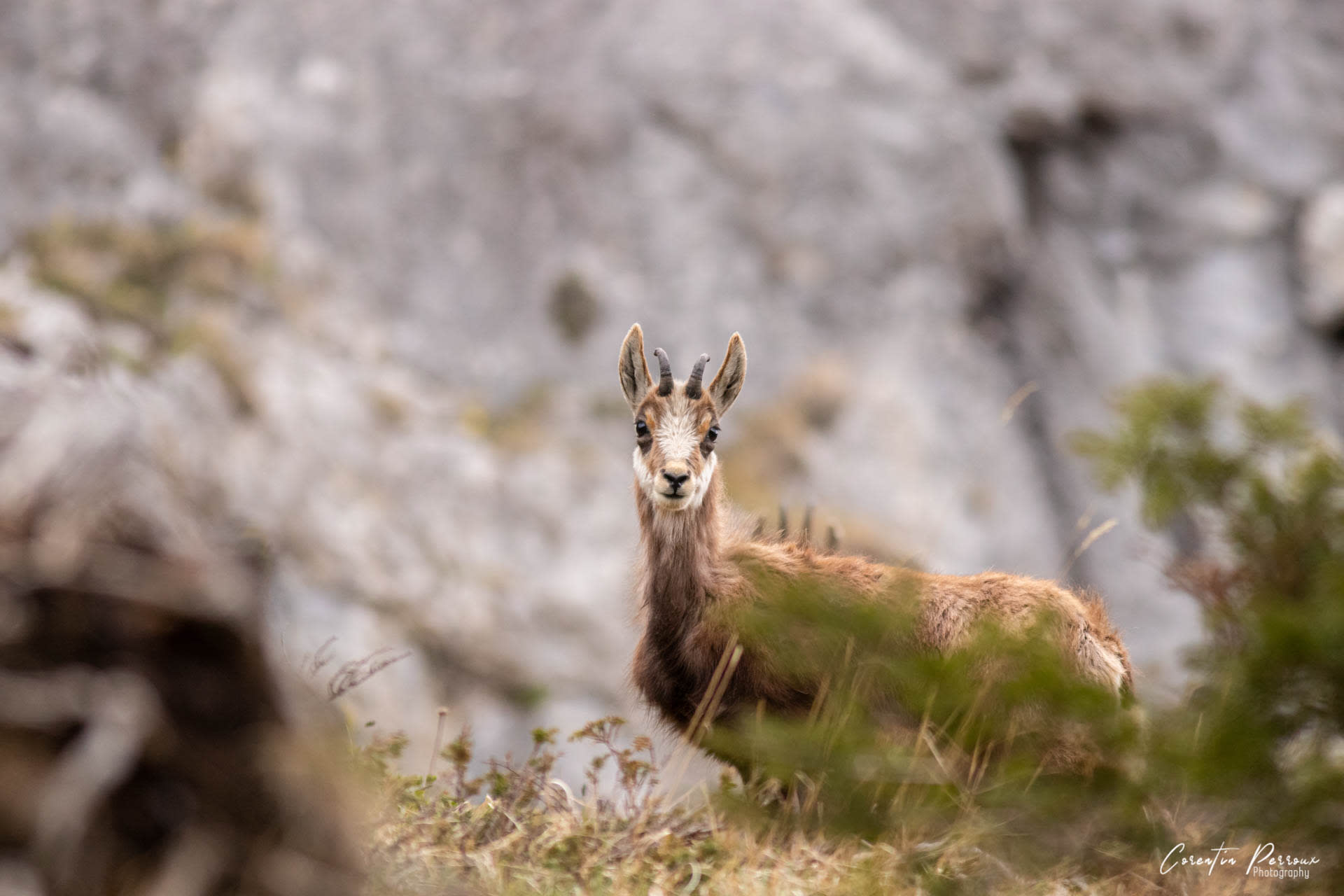 Chamois