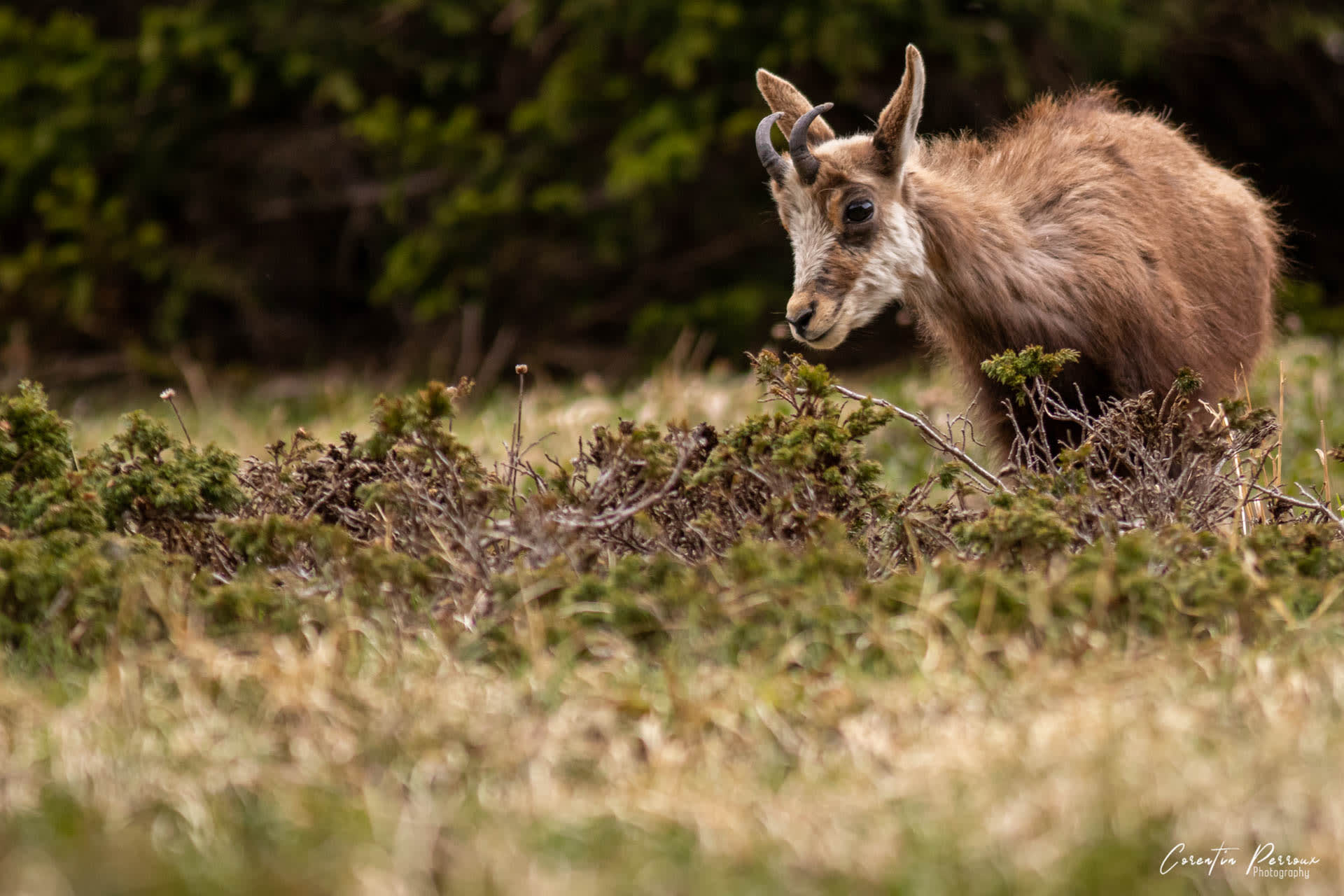 Chamois