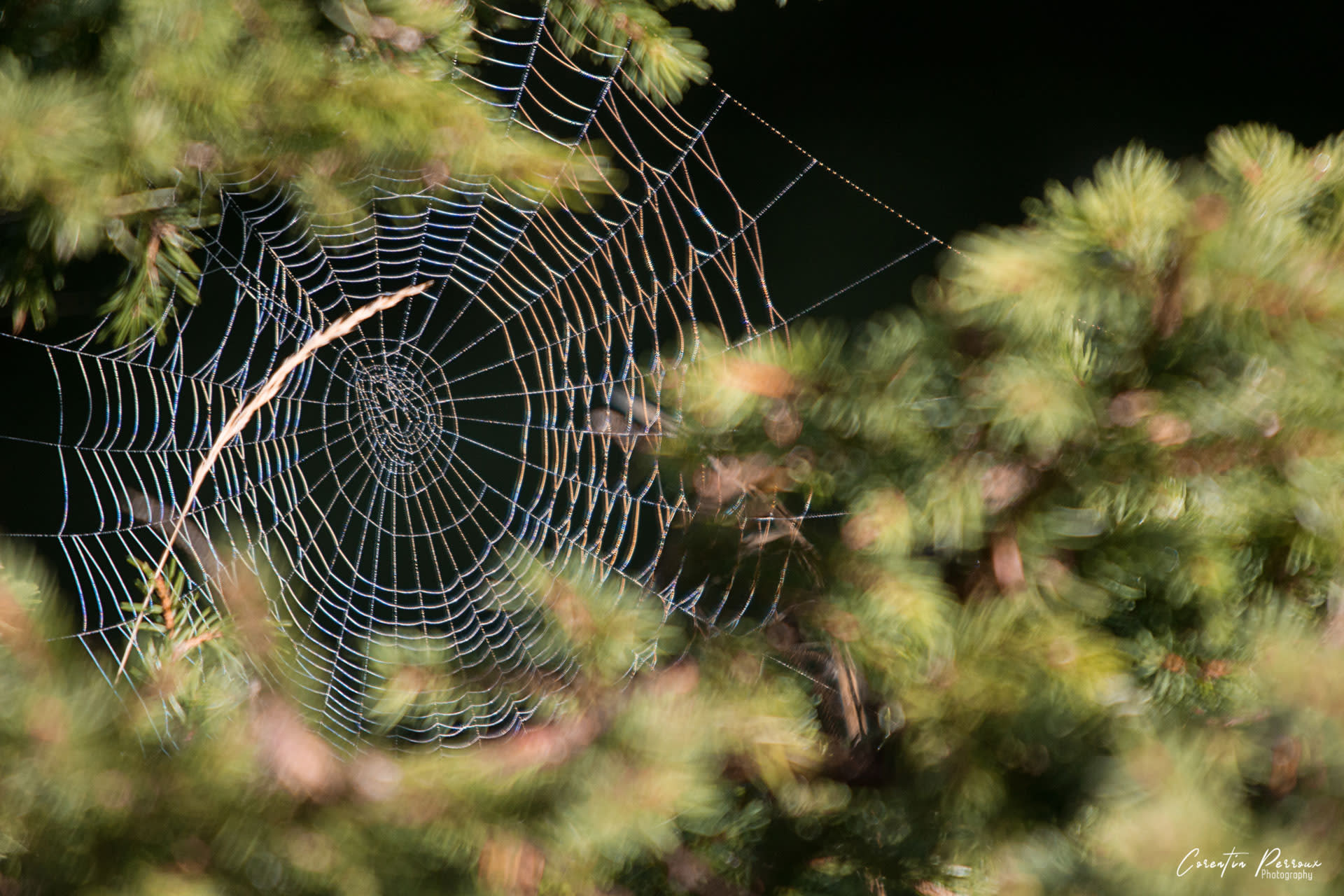 Toile d'araignée