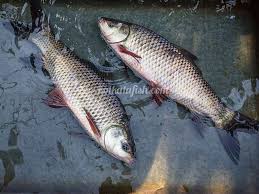 Product Details Fish Images