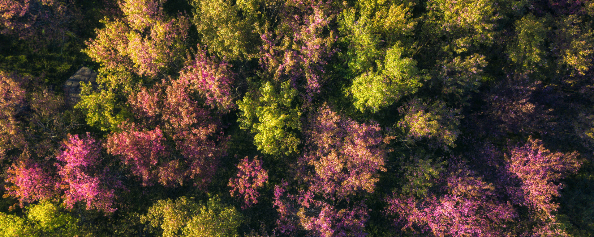Autumn-Forest