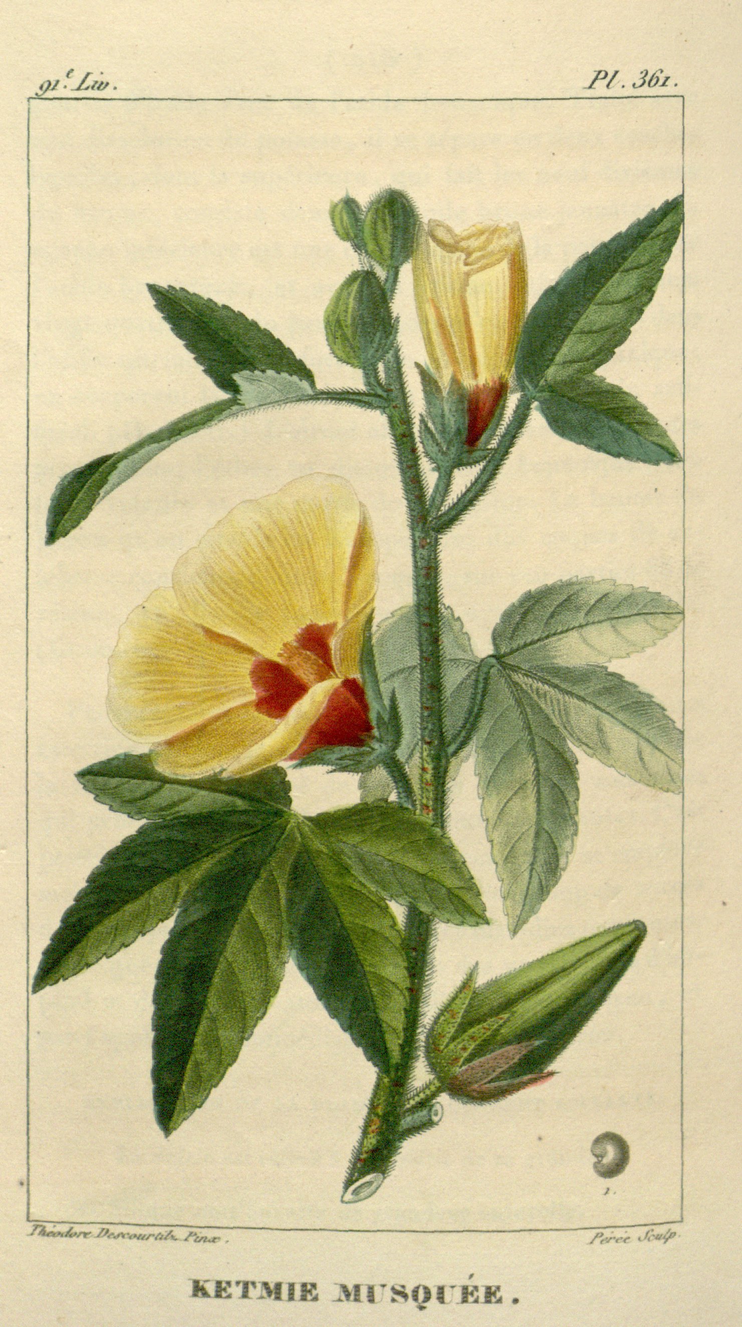 Botanical Illustration of Musk plant