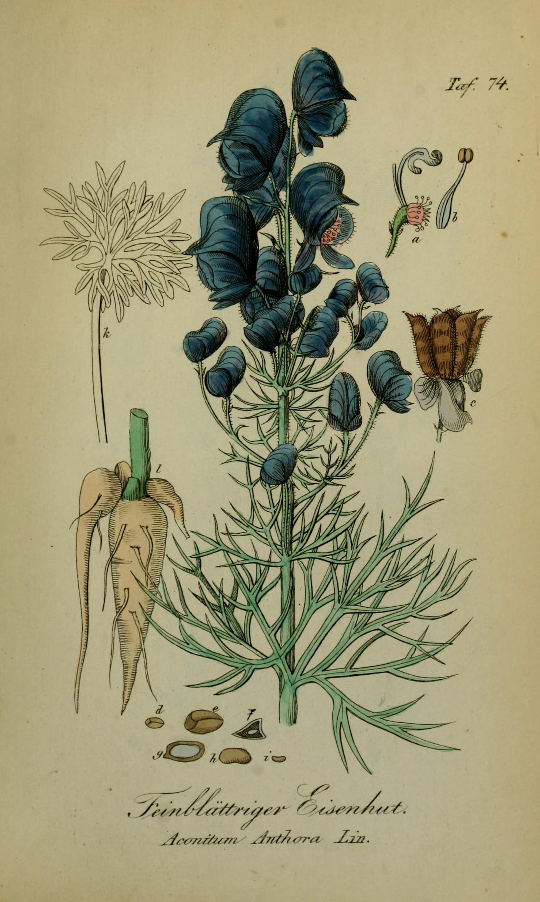 Botanical Illustration of Aconite plant