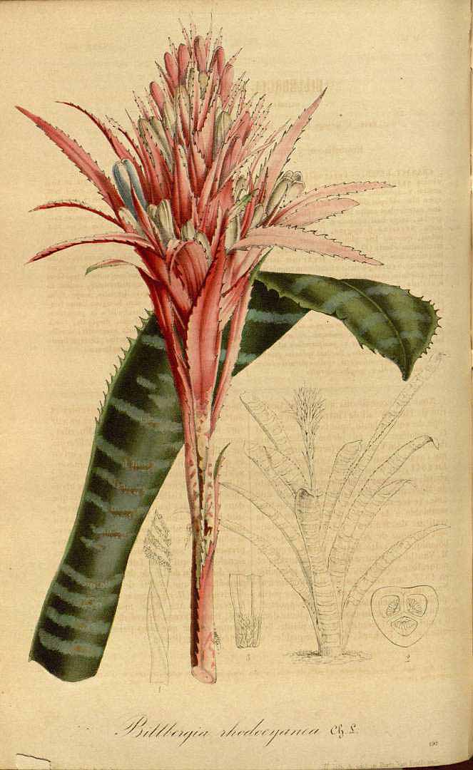 Botanical Illustration of Bromeliad plant