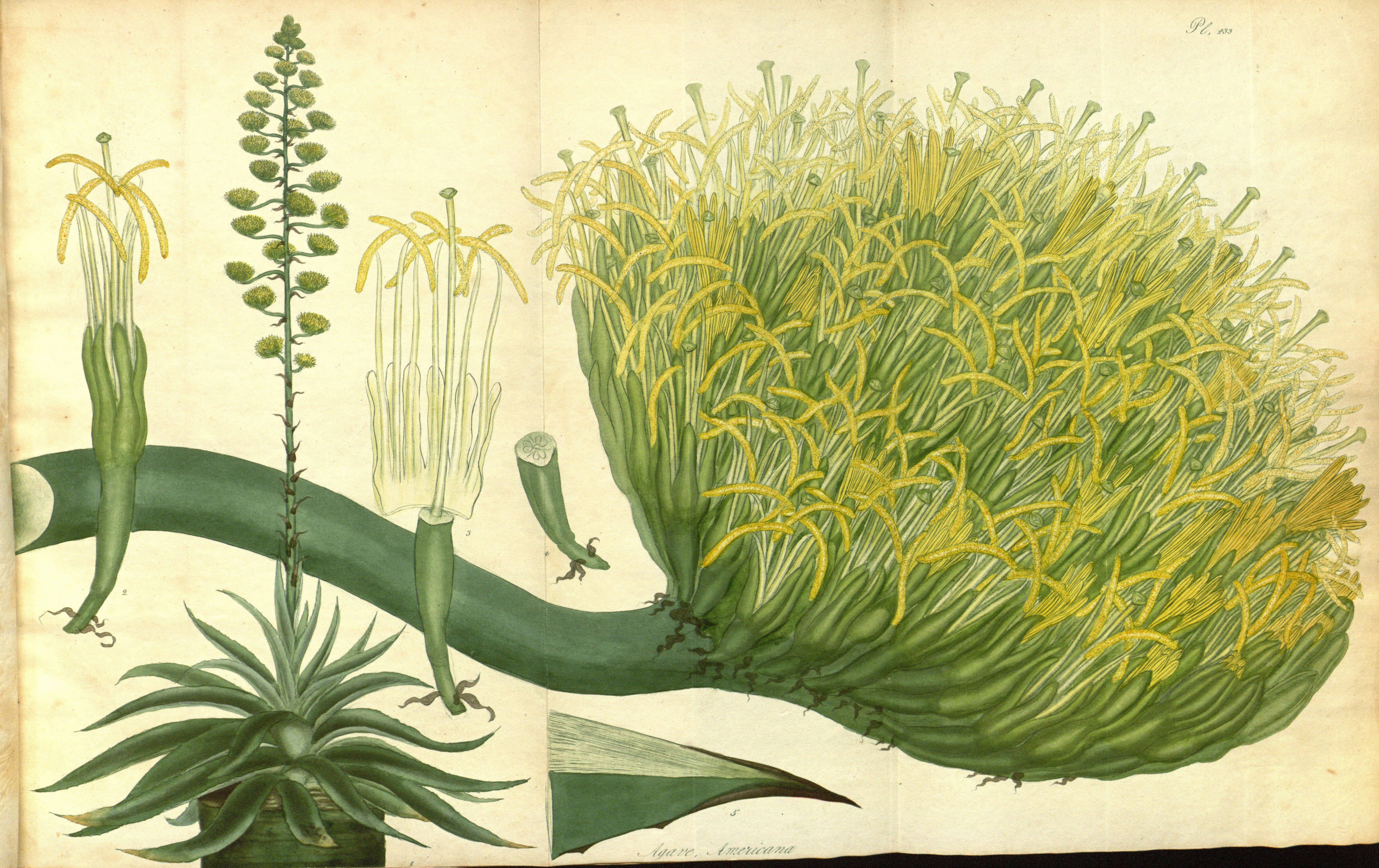 Botanical Illustration of Maguey plant
