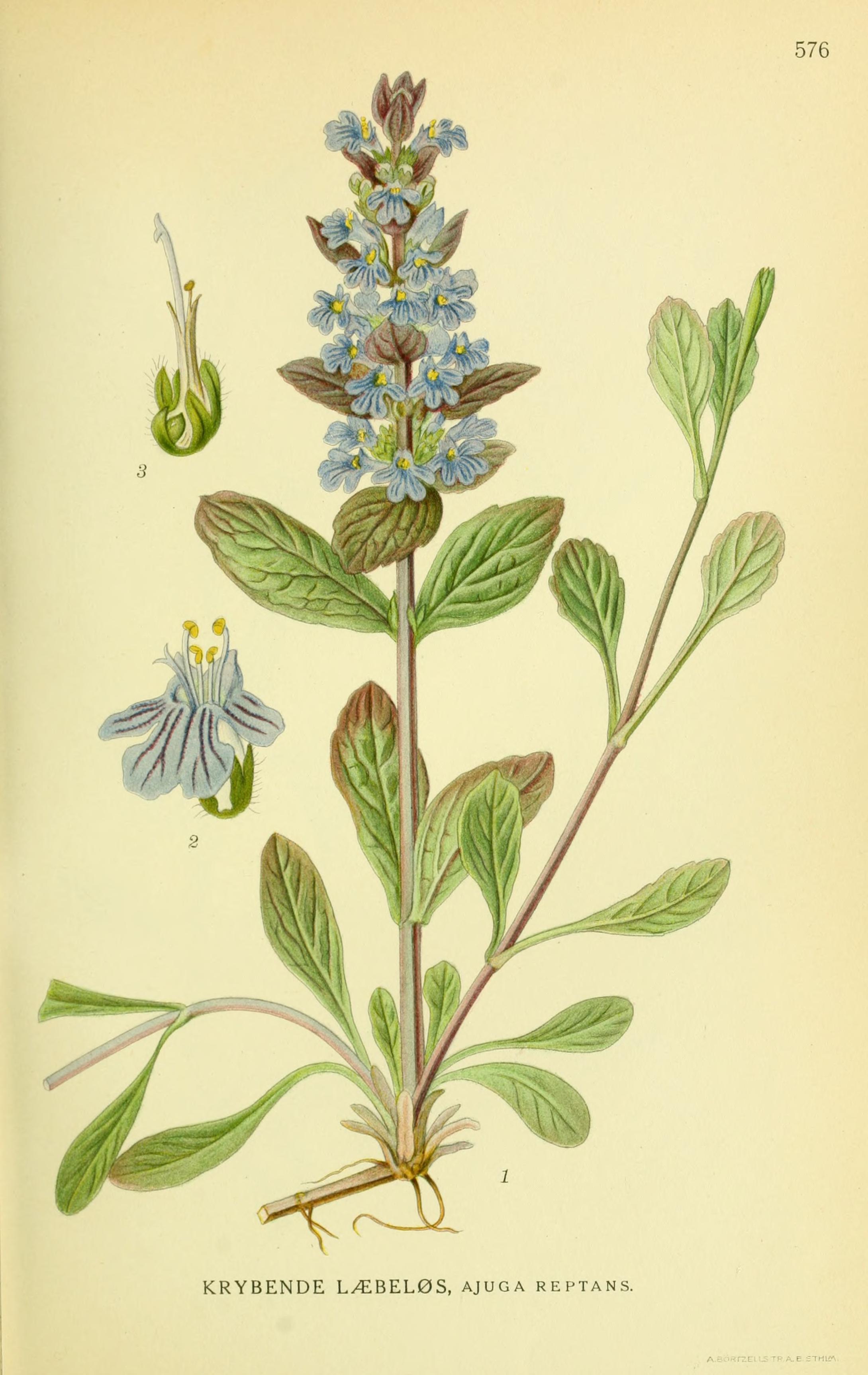Botanical Illustration of Bugle plant