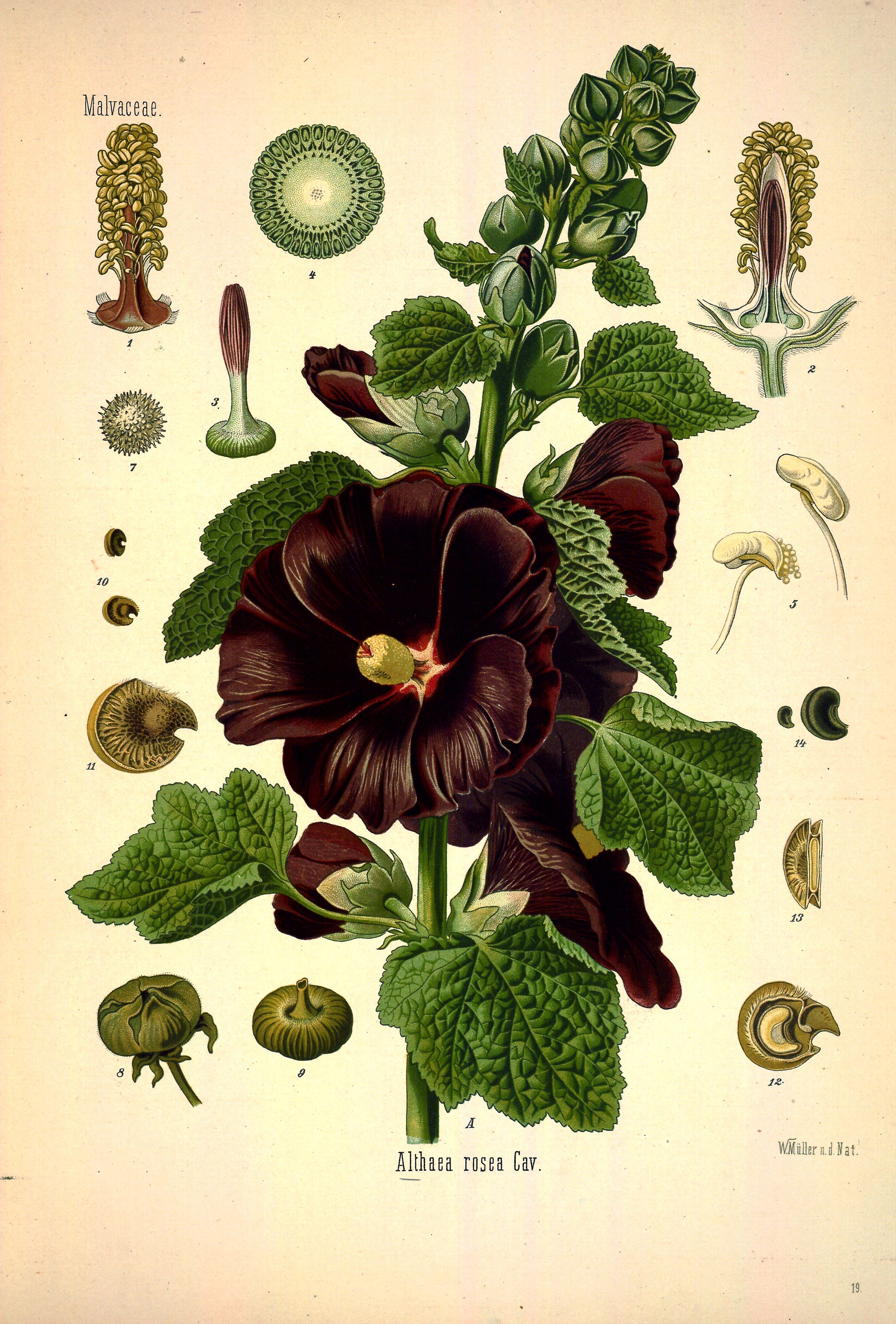 Botanical Illustration of Hollyhocks plant