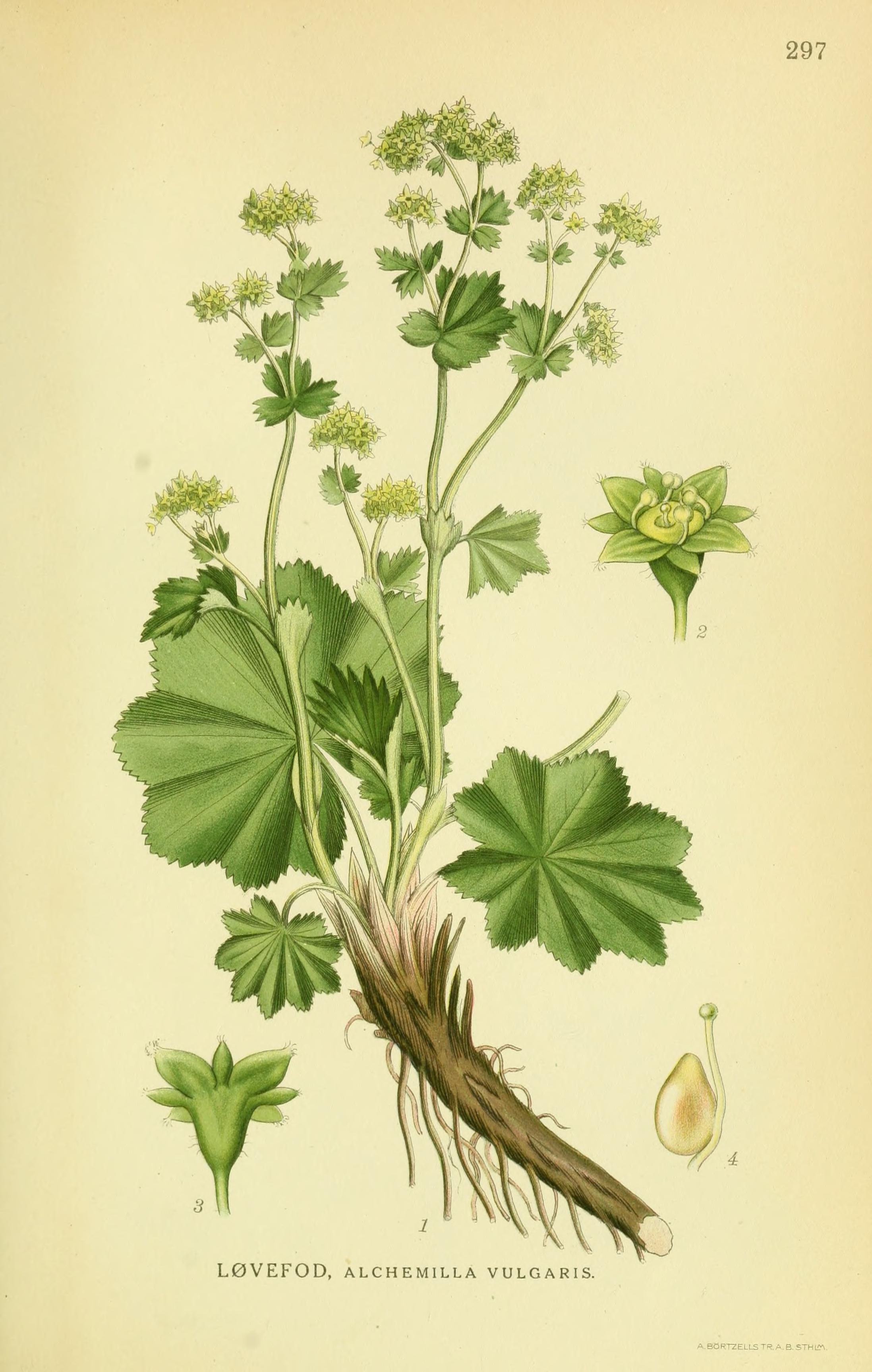 Botanical Illustration of Lady's Mantle plant