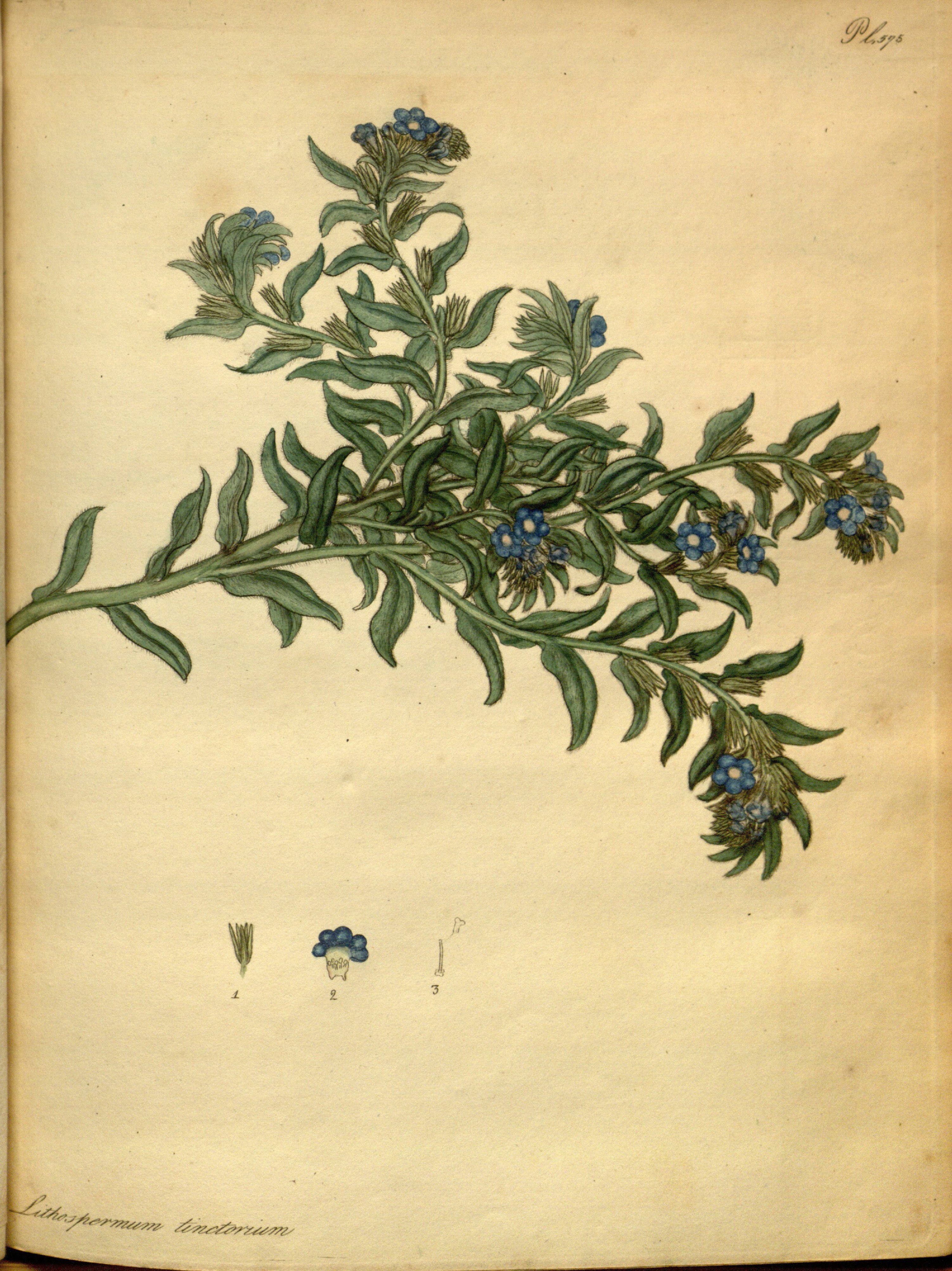 Botanical Illustration of Alkanet plant