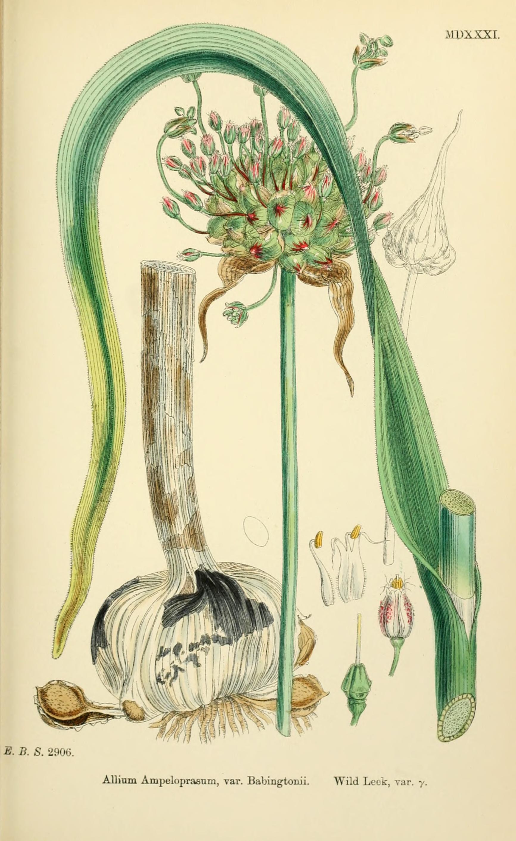 Botanical Illustration of Shallot plant