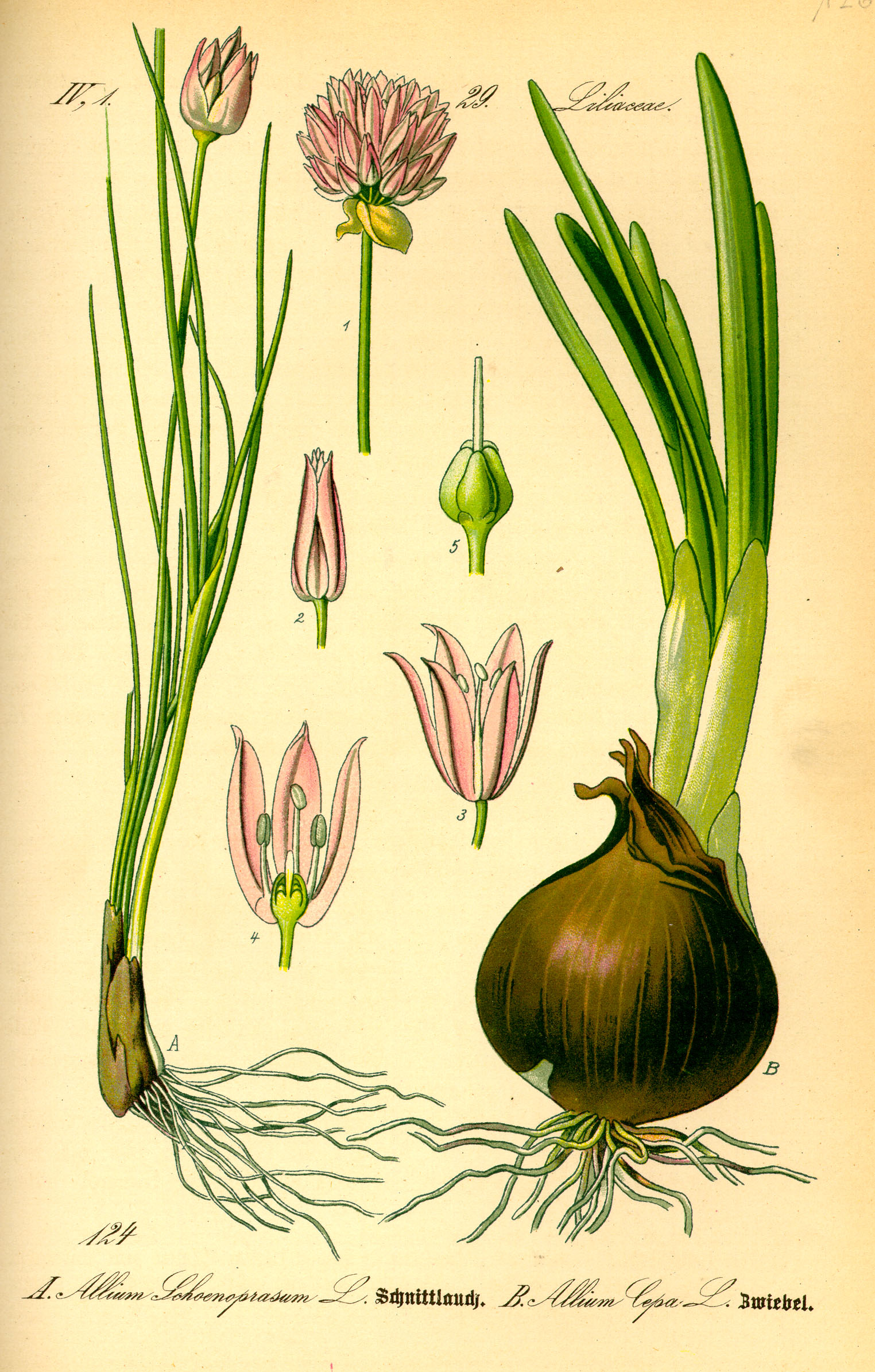 Botanical Illustration of Chive plant